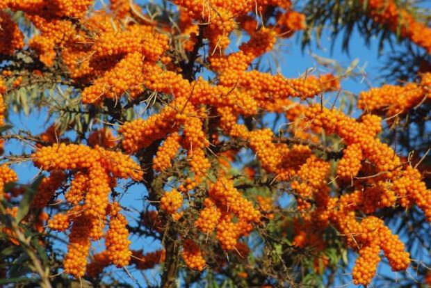 О счастье в рыженьких горстях. Эхо из детства