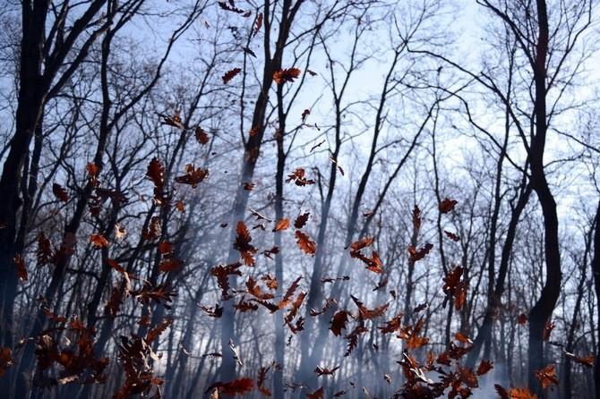 Осенний лист в тумане