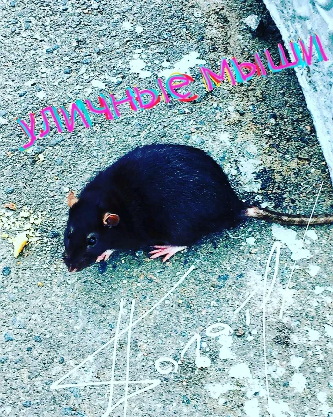 Уличные мыши