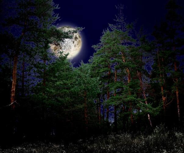 ночь в лесу