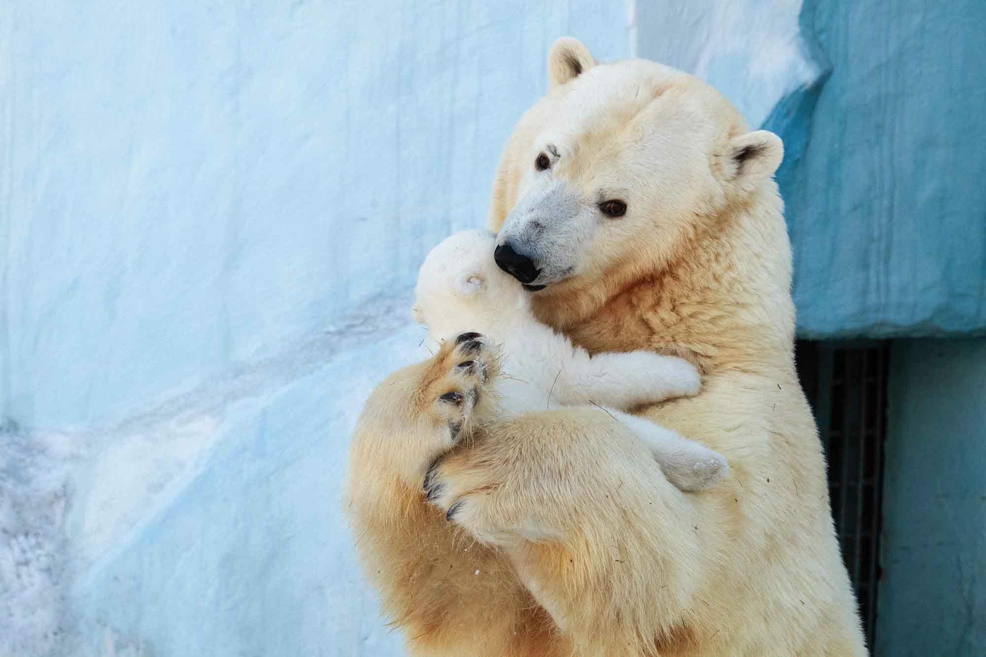 белый медвежонок в зоопарке