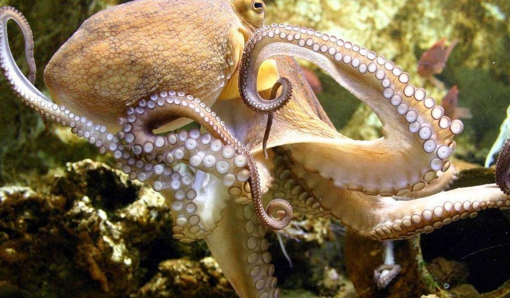 ЛЮБОВЬ КАК СПРУТ