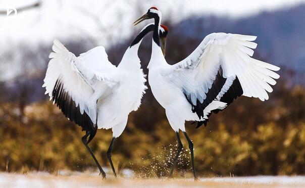 ВСТРЕЧАЕМ ЖУРАВЛЕЙ