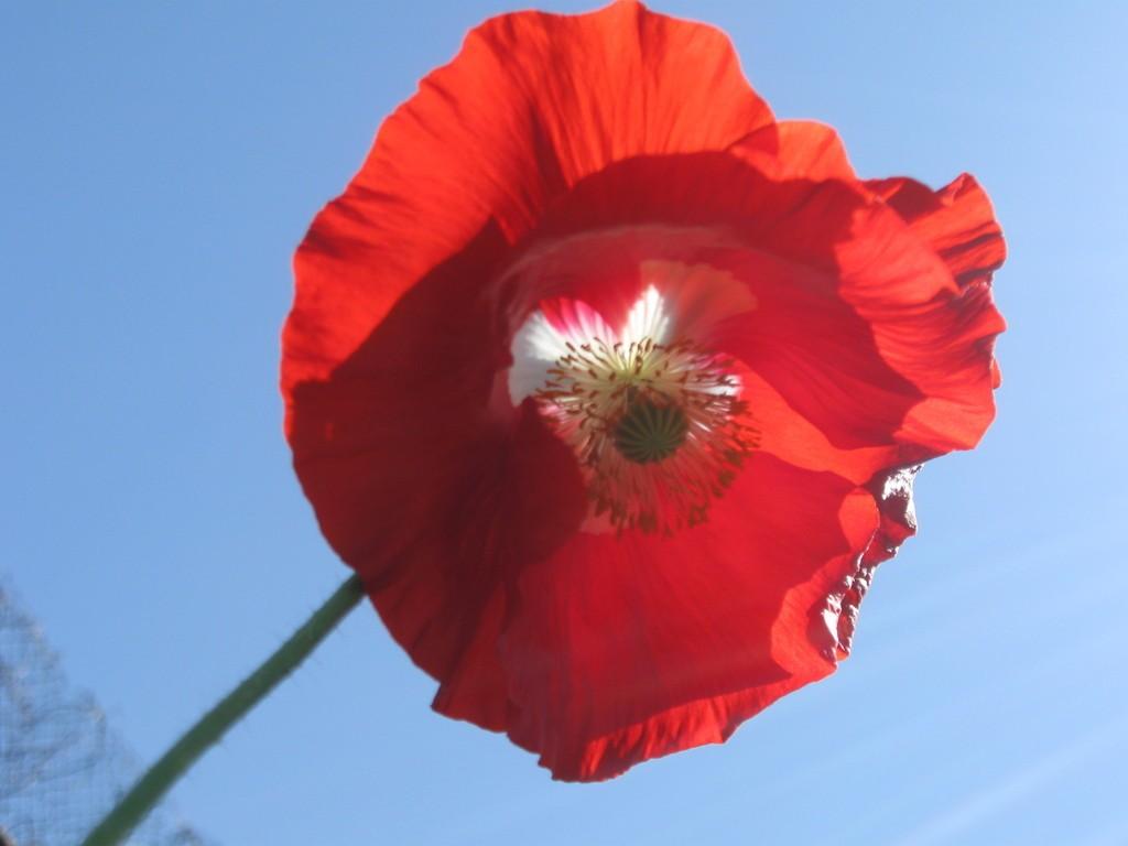 Булату Окуджаве