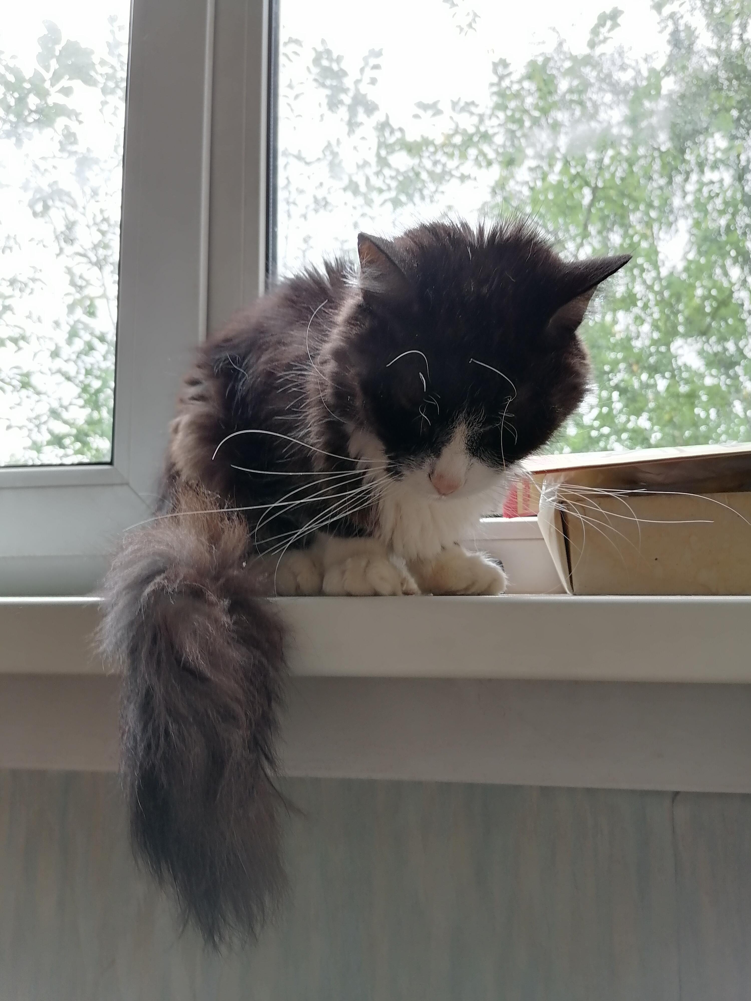 Любители животных