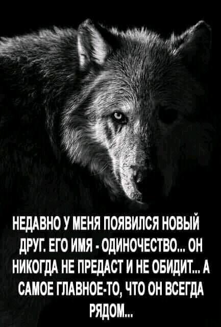 Одинокий волк...