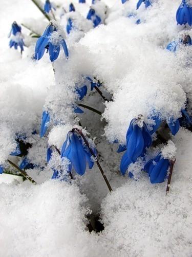 Проталинка