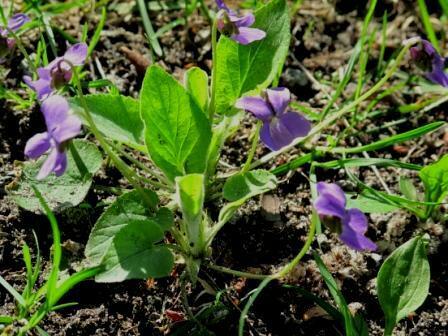 Под протяжный стон дудука