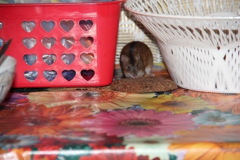 ВАЛЕРЬЯНКИ КТОБ НАКАПАЛ!