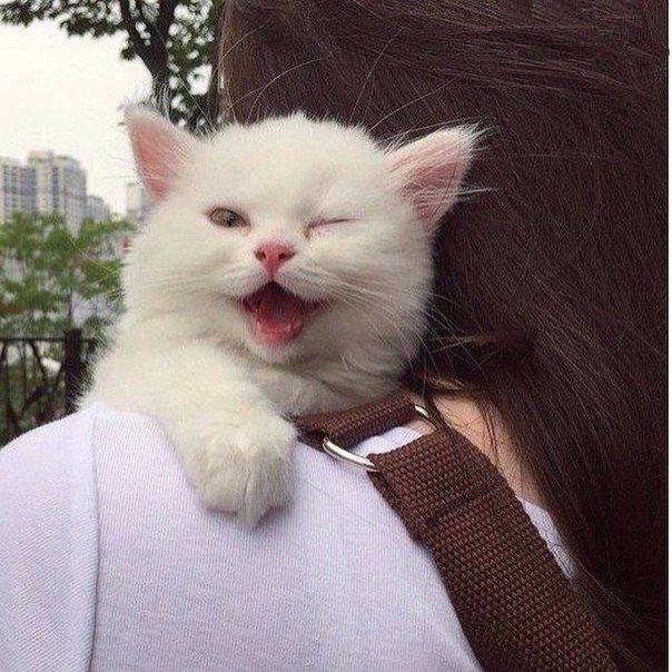 ДЕНЬ КОТИКА