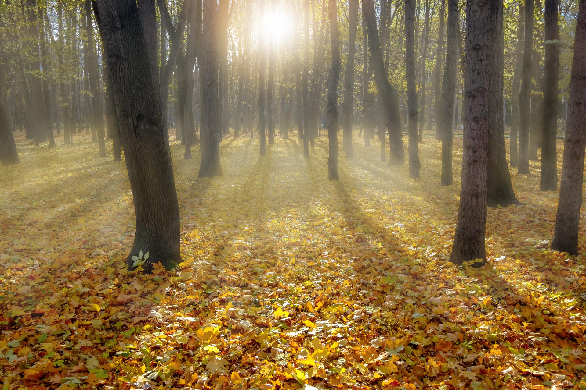 В  ОСЕННЕМ....     фото