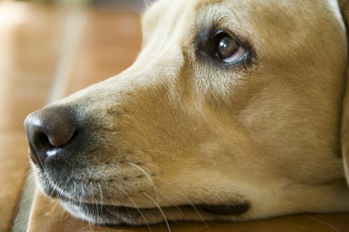 МОЯ ВИОЛЕТТА