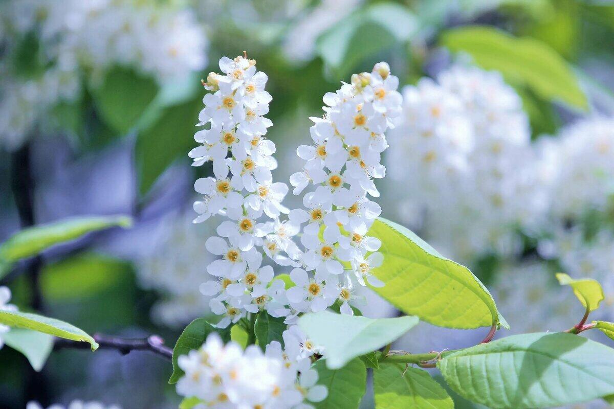 Ответ поэту - ALLada - НО КАКАЯ БЫЛА ЛЮБОВЬ