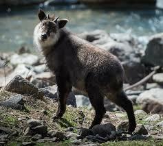 ЯПОНСКИЙ СЕРАУ,