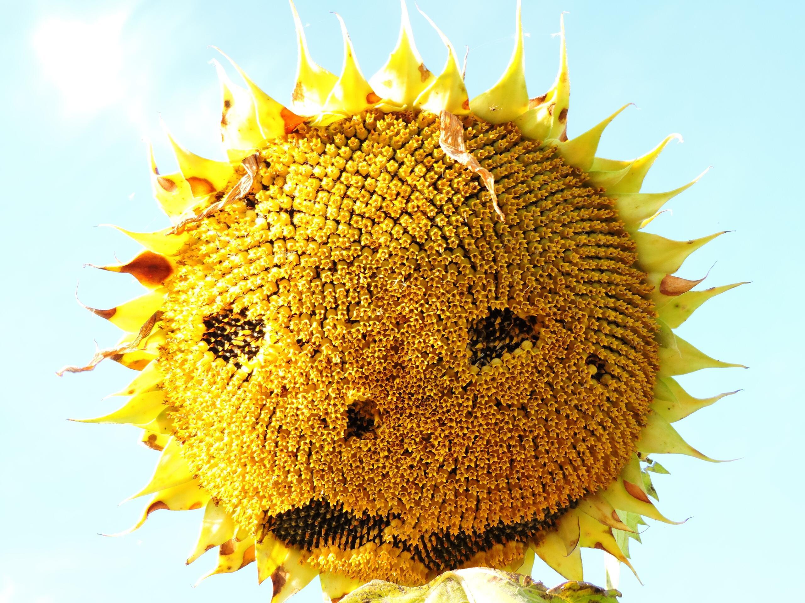 Летом лету возраженья нет