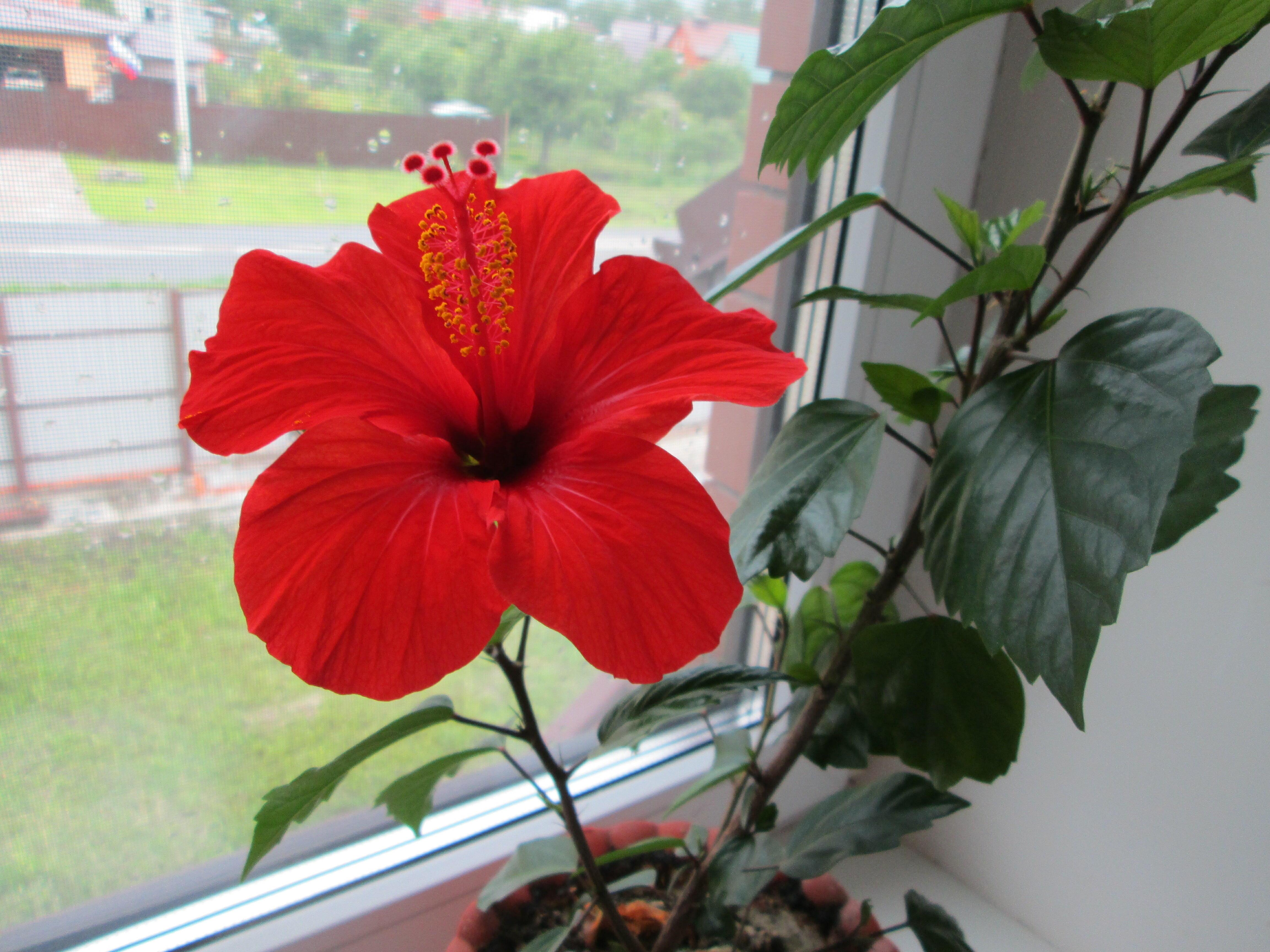 ТЕНЬ РАЗЛУКИ