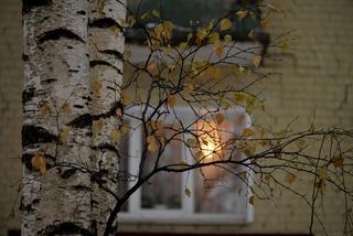 ПОД ОКНОМ МОИМ БЕРЁЗА .