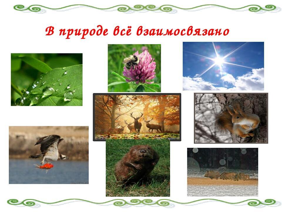 В природе все взаимосвязано. Взаимосвязи в природе. Объекты природы животные. Живые и неживые животных и растений. Рисунок в природе все взаимосвязано.