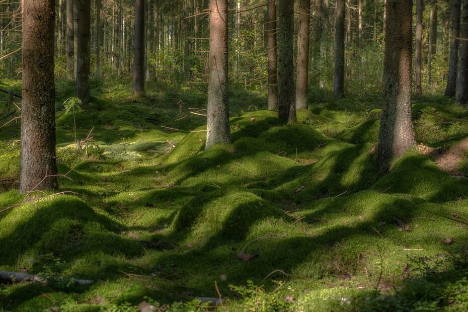 Безымянные холмишки