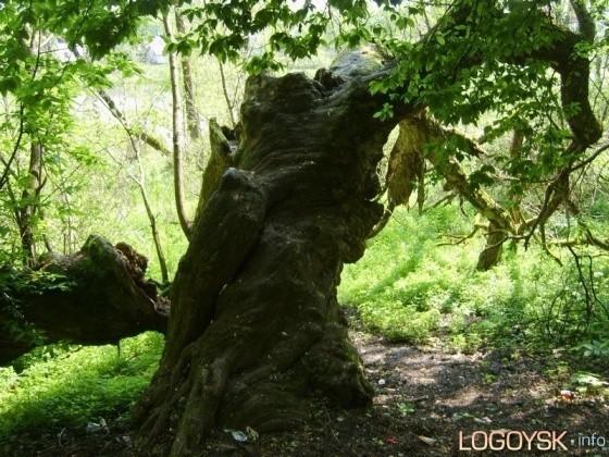 Древний парк