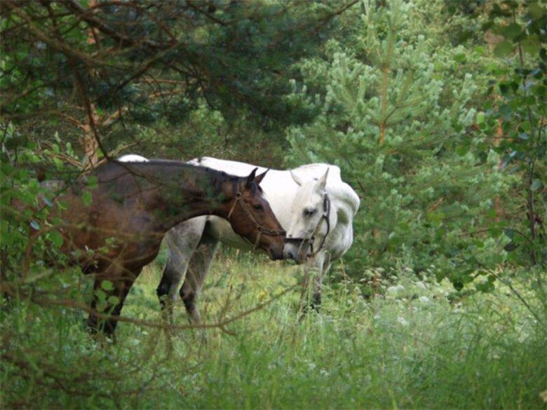 Жеребец с белой лошадью.