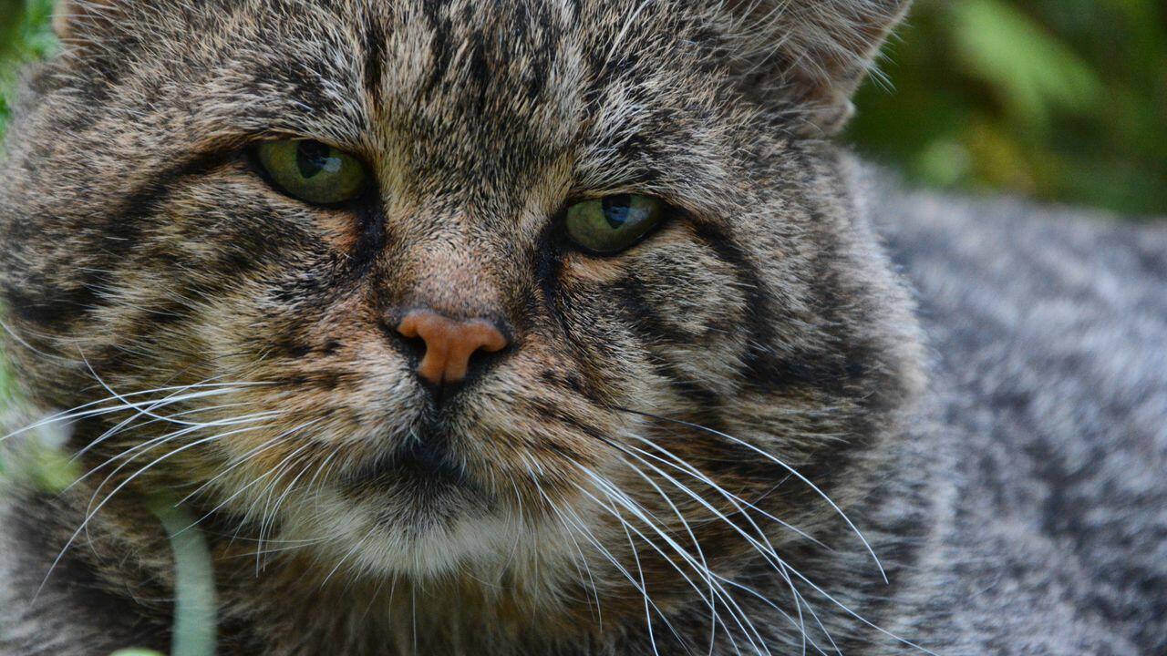 ВО  ВЗГЛЯДЕ  УМНОГО  КОТА