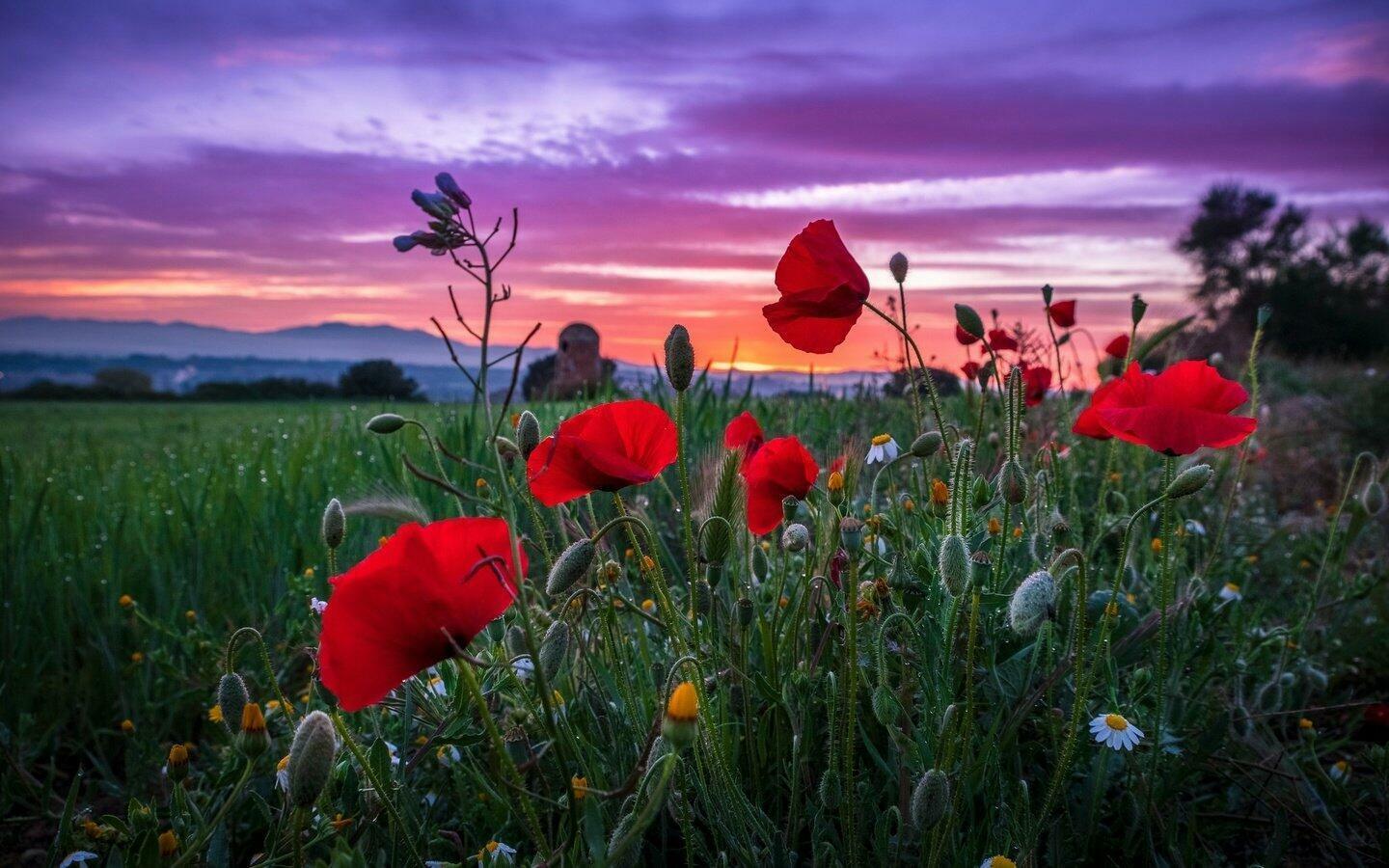 День начинается, день разгорается...