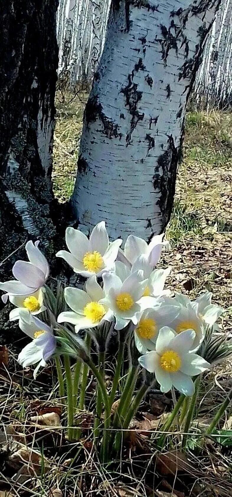 Первоцветы ждут весны. Степанян (Богомолова) Татьяна.