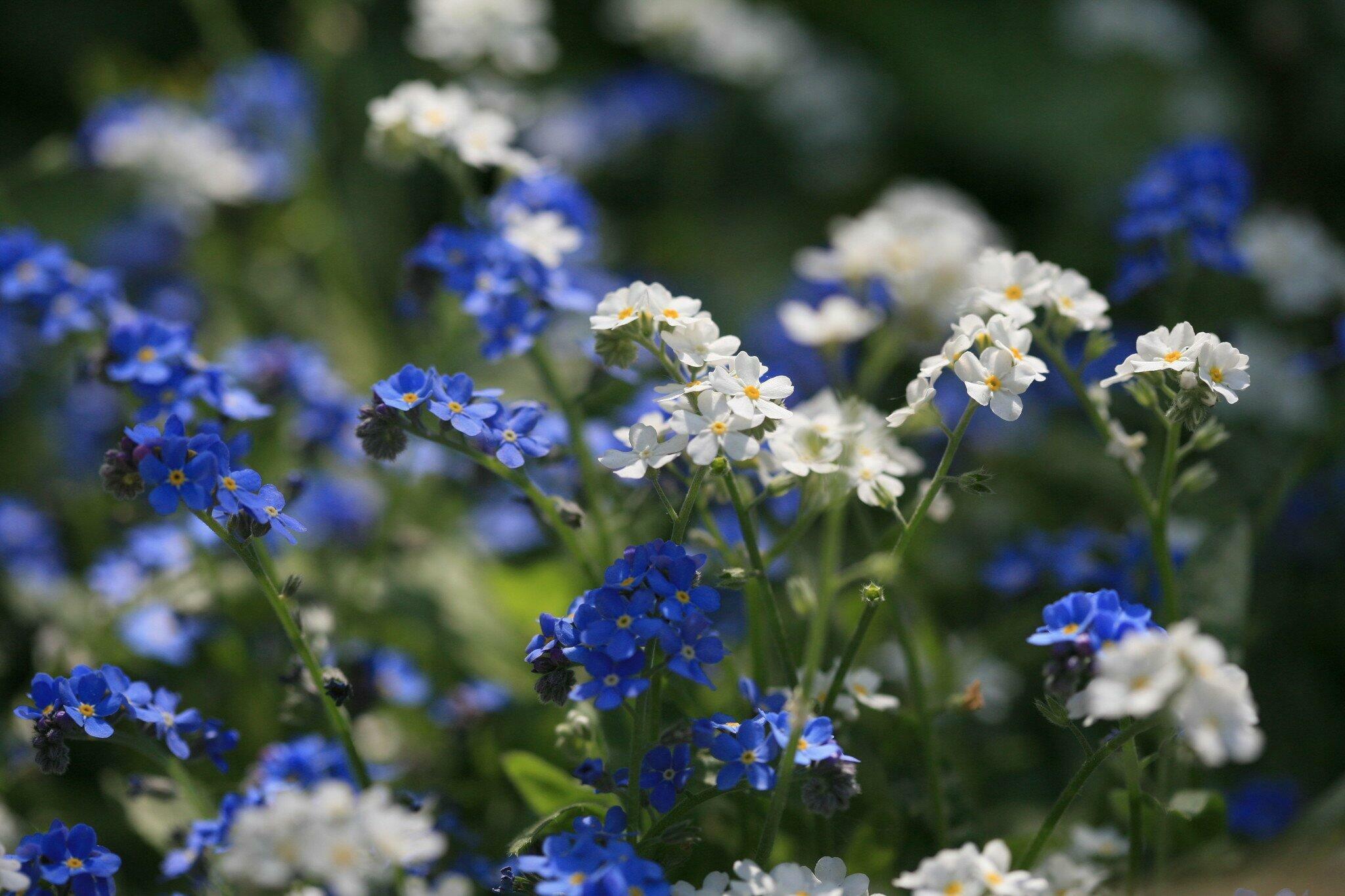 И КУРТОЧКУ ИЗ НЕЗАБУДОК...