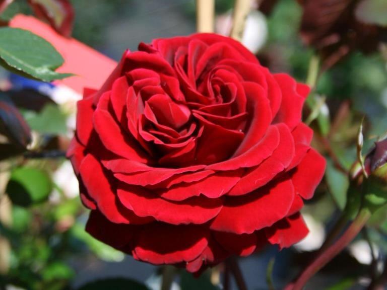 Розовая  жизнь