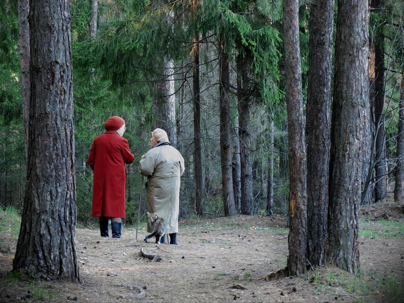 Бабушку в лесу. Бабушка в лесу. Старушка в лесу. Старуха в лесу. Бабушка заблудилась в лесу.