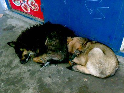 Поблекший волос