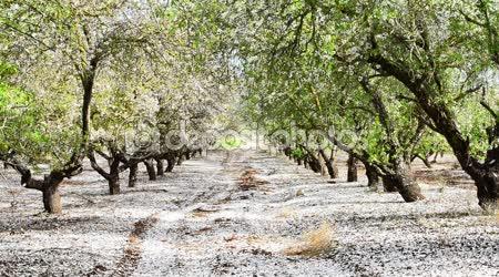 Тополиный пух.