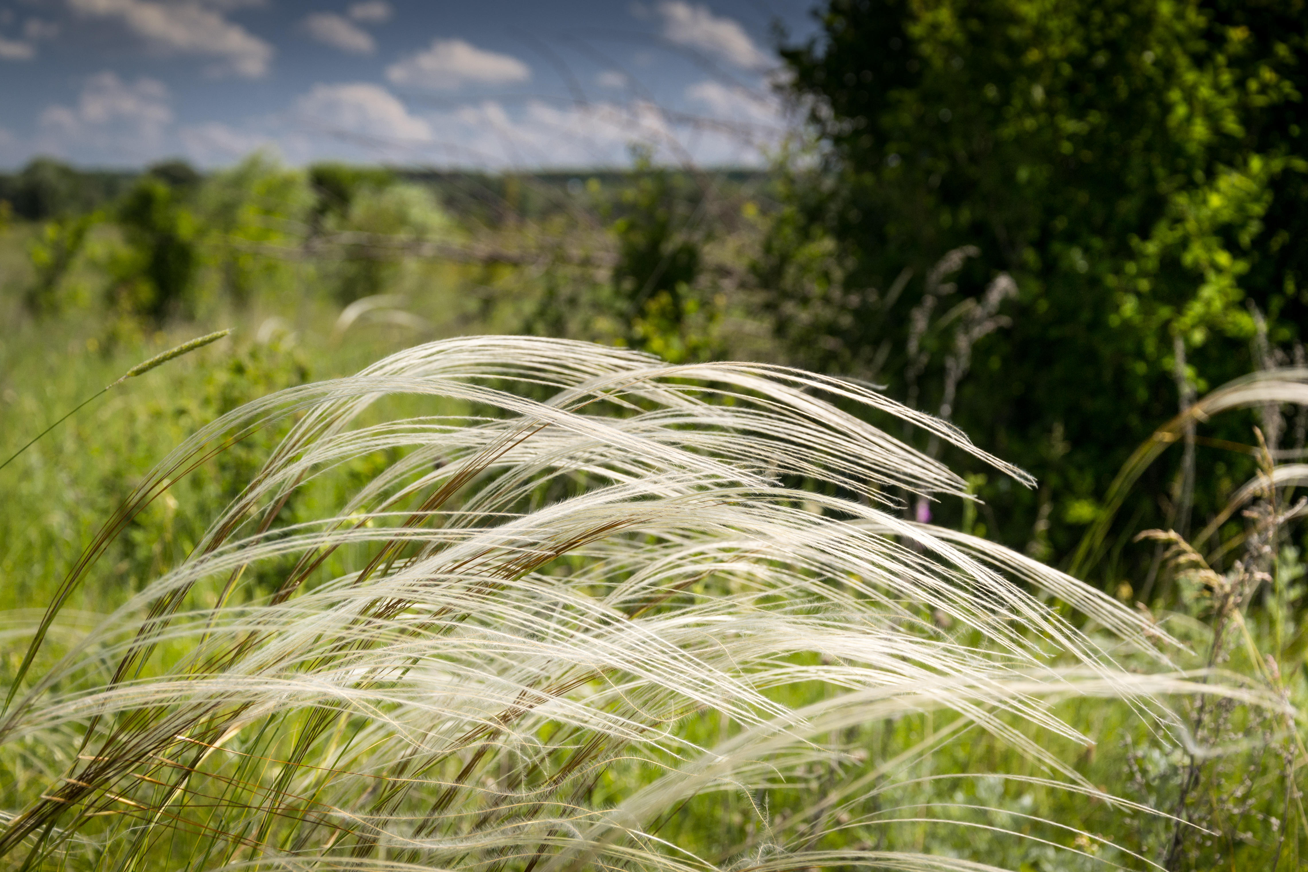 Ковила. Ковыль перистый. Ковыль перистый (Stipa pennata). Ковыль (Stipa). Ковыль Дальневосточный.