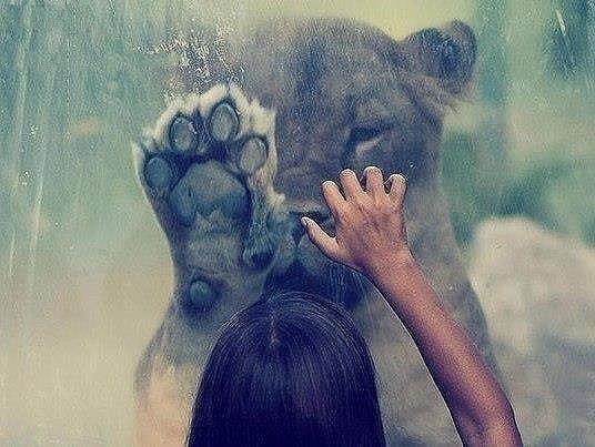 Мой комментарий к фото из зоопарка