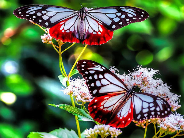 Бабочки, словно цветы...