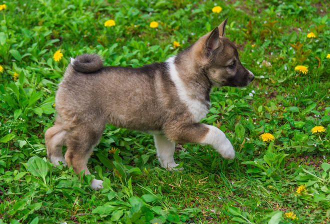 Найда  (миниатюра)