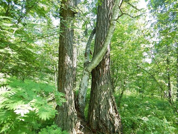 Оленьи ручьи-35