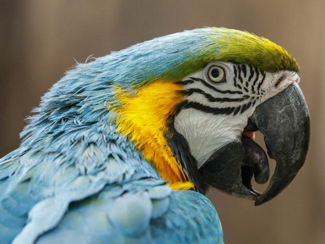 В Бразилии арестован попугай