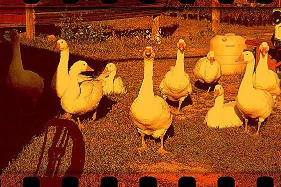 По траве ходили гуси