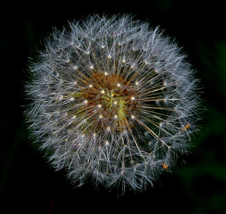 Мой милый одуванчиковый рай!..