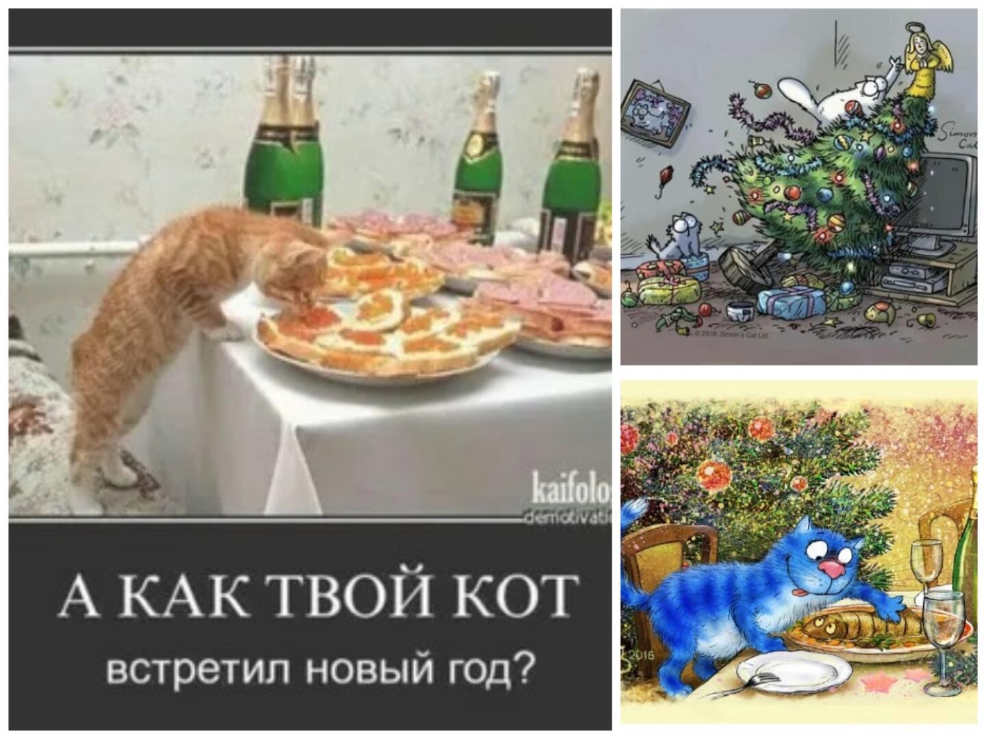 Новый год и котики