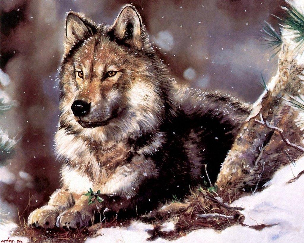 Красивые картины с волками