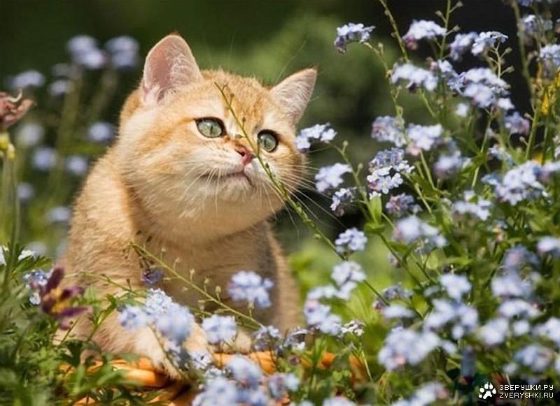 Звался тот парень...