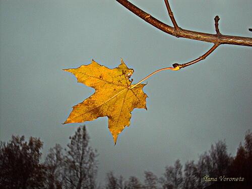 Нет слезы у тишины