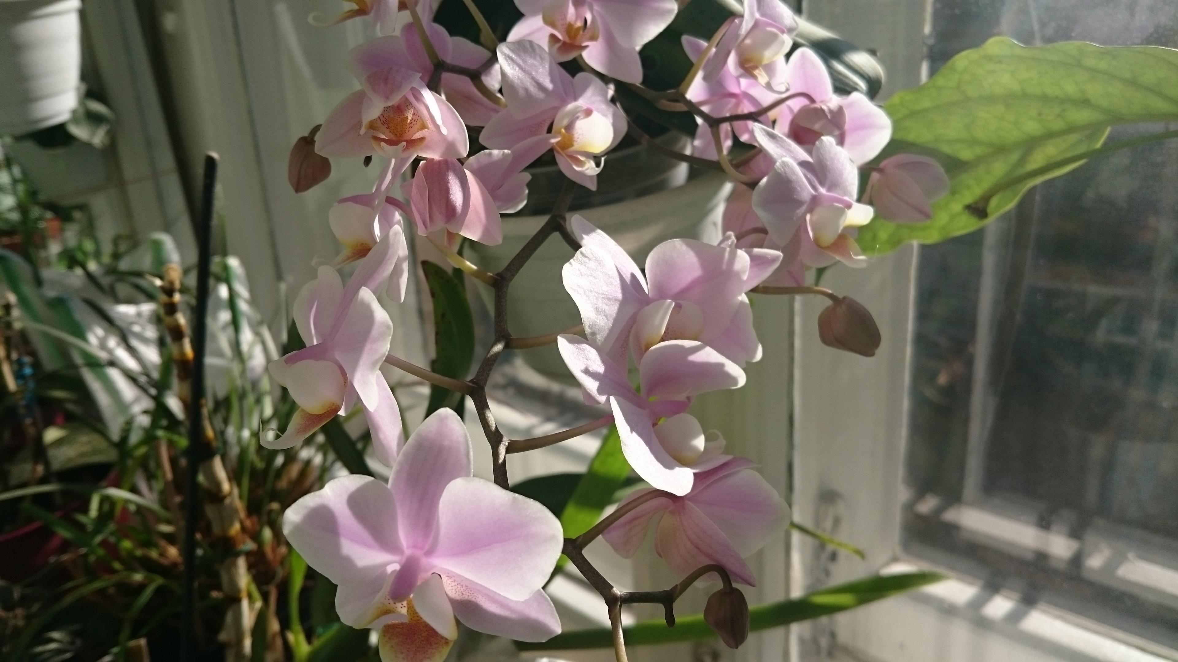 Фаленопсис Шиллера (Phalaenopsis schilleriana)