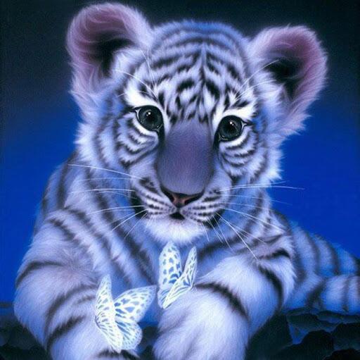 2022 - год Голубого Тигра.