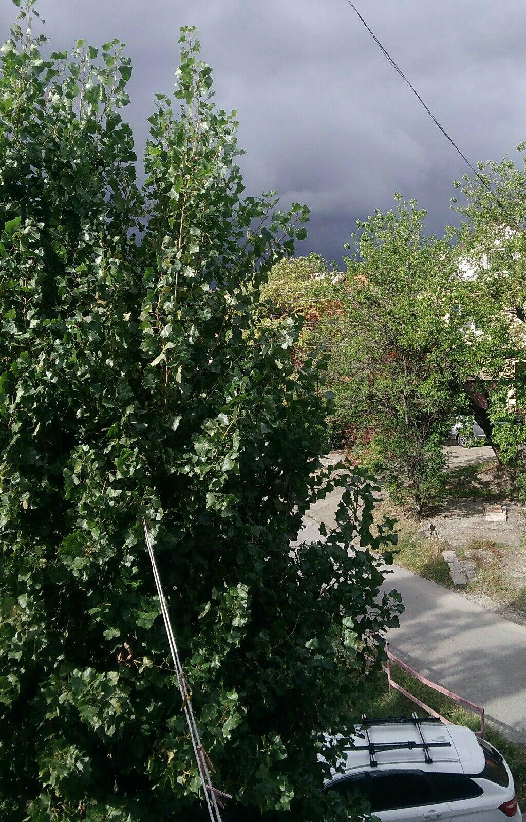 Тополь серебристый