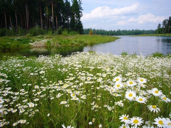 Моя родная земля