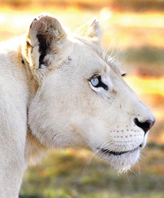 "Белая львица"